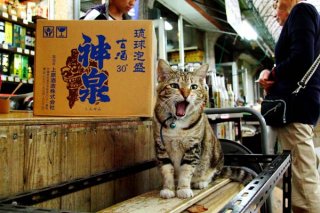 G. 賑わう市場の招き猫　（撮影：芳澤ルミ子）