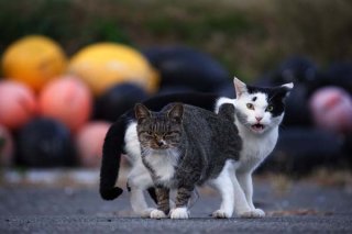 E. こちらはNG例。行き荒く猫目線で這いつくばるカメラマンを見て驚く猫と引いてる猫　（撮影：芳澤ルミ子）