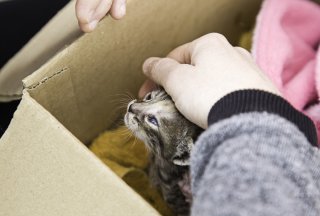 ペット同室避難とは？（写真:iStock）