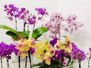 お花をたくさんいただく方には小さくて手軽な花鉢もおススメ