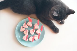 猫が結ぶ人との縁（写真:iStock）