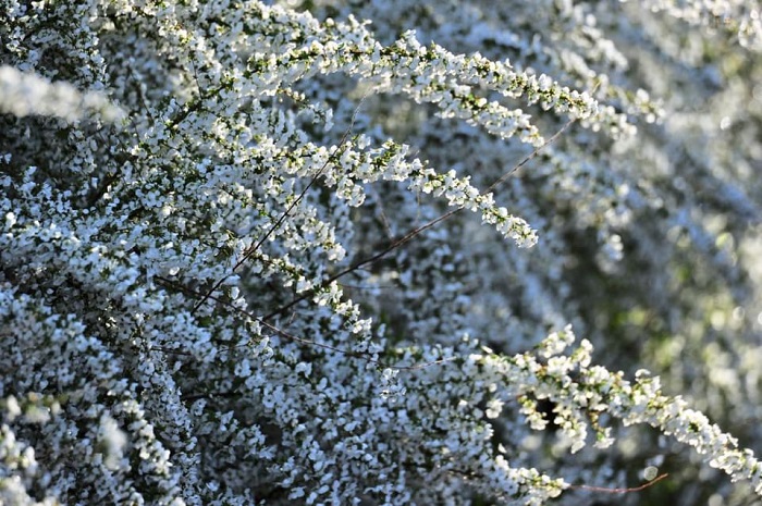 枝いっぱいについた純白の雪のよう　（写真　Aribaba）（写真　Aribaba）