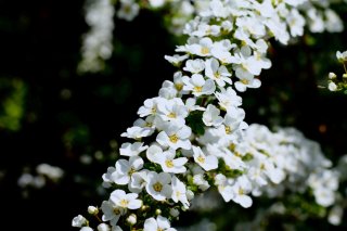 逞しくも美しい雪柳（写真:iStock）