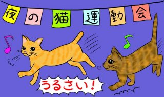 トホホ、猫って夜行性なんですね…子猫運動会実況中継！