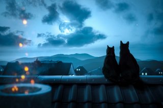 だって猫だもん（写真:iStock）