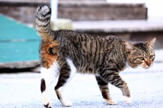 ロックオン！ 猫の狩りは“にゃんたま”撮影の方式とそっくり