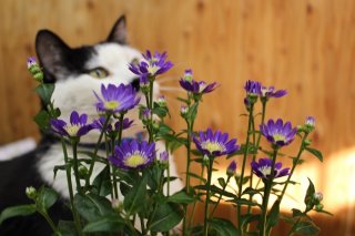 ミヤコワスレを見なくても毎日が穏やかすぎてよく眠れるぜ　ｂｙさぶ店長