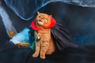 猫が悪魔に見えるときってあるよね（写真:iStock）