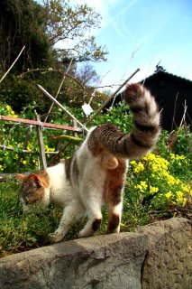 （写真:芳澤ルミ子）