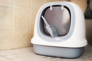 猫のトイレは頭数＋1が推奨（写真:iStock）