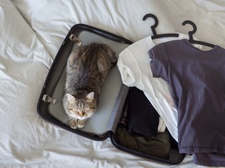 猫って荷造りしてると必ず邪魔してくるよね（写真:iStock）