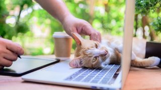 仕事しながら猫を愛でる…最高！（写真:iStock）