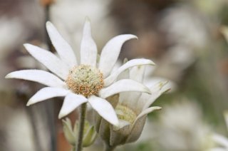 フランネルフラワーはちょっぴり繊細なお花なんです（写真:iStock）