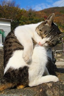 （写真:芳澤ルミ子）