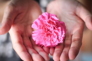 カーネーションの花言葉は「無垢で深い愛」（写真:iStock）