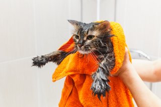 猫は濡れることが大嫌いなんです（写真:iStock）