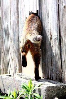 塀に空いた穴に頭を突っ込んで…“にゃんたま”君の大胆ポーズ