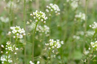 ぺんぺん草改め、タラスピでございます（写真:iStock）