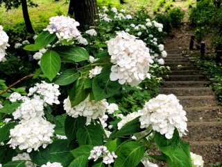 相模原北公園で雨上がりの紫陽花を愛でる 2021.6.14（月）