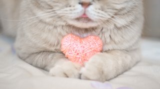 “猫脈”はどんどん広がるのニャ（写真:iStock）