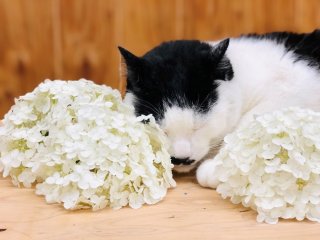 デブ猫さぶ店長。体重９㎏の体はアナベルの花の大きさを測る目安になりますか？