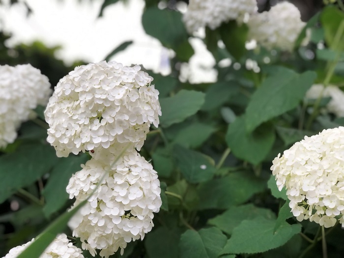 満開は真っ白の花