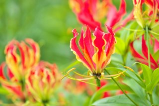 燃えるように美しい…炎の花「グロリオサ」の簡単アレンジ法