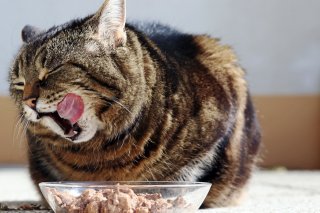 見てないところで食べてるの？（写真:iStock）