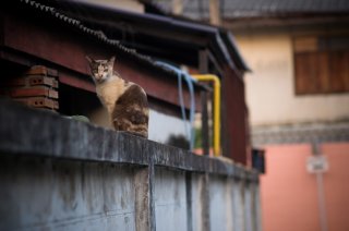 野良猫は丸1日食べられない時も（写真:iStock）