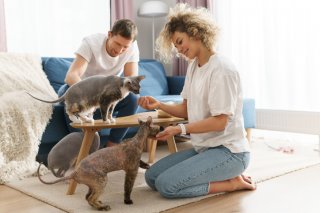 お相手の猫も愛せるかしら？（写真:iStock）