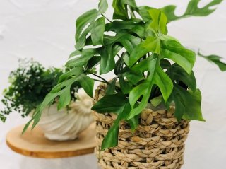 観葉植物は必ず自然素材で器をカバーすることをお忘れなく