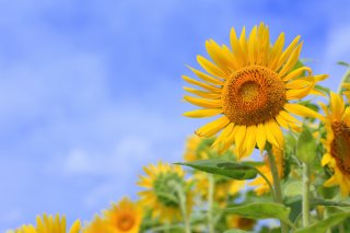 遺族の悲しみを癒す「ひまわり」（写真:iStock）