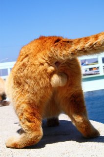 （写真:芳澤ルミ子）