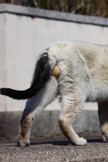 “にゃんたま”を4タイプに分類！今日の男の子はどのタイプ？