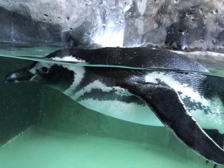 子供連れに人気の「ペンギンランド」（C）コクハク