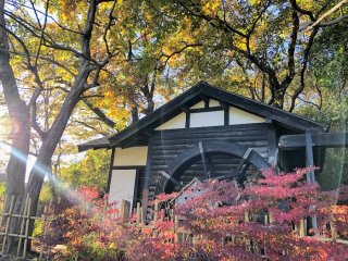 水車の周りもすっかり紅葉しています （C）コクハク