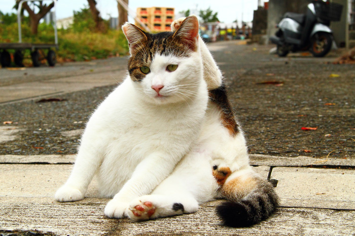 正規品 ぐで猫 いい湯だにゃんこ 三毛猫 No.386 各種パーツ