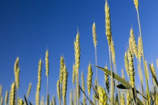 踏まれるほど強く（写真:iStock）