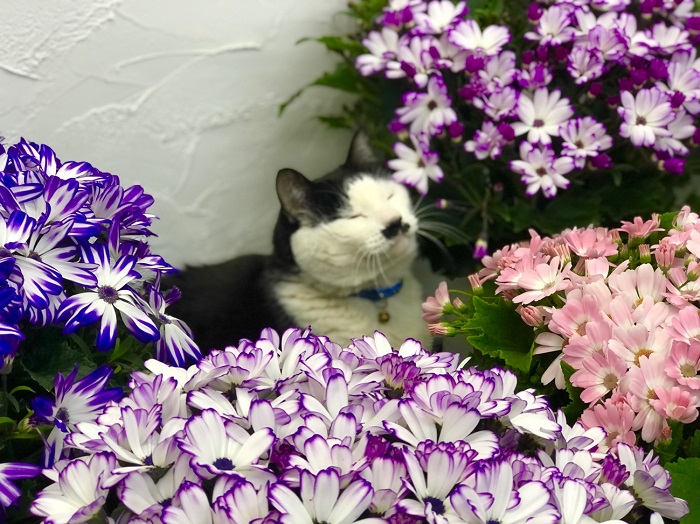 花に囲まれてウットリポーズもキマッてます！ さぶ店長さすがです！ by平社員