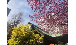 新名所！蔵前神社でミモザ＆桜を愛でたら… 2022.3.15（火）
