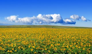 広大なヒマワリ畑（写真:iStock）