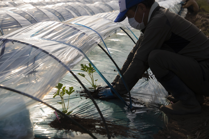 指先に豊作の祈りを込め苗を植える小林さん（写真:Koji Takano）