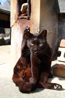 まるで招き猫！ 毛繕いにゃんたまのありがたーい“たまたま”