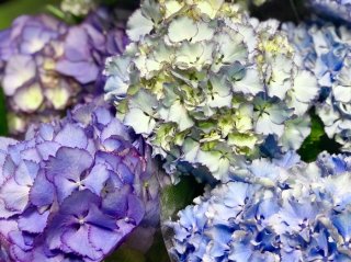 “紫陽花フェチ”の花屋が伝授 美しいアジサイを長く保つ秘訣