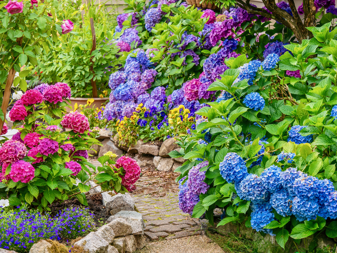 紫陽花フェチ の花屋が伝授 美しいアジサイを長く保つ秘訣 コクハク