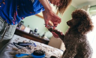 手はかかるけど犬が好き♡（写真:iStock）