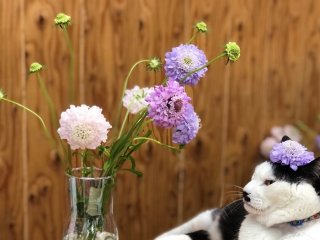 色がキュートな目玉オヤジみたいな花やな　byさぶ店長（Ｃ）コクハク