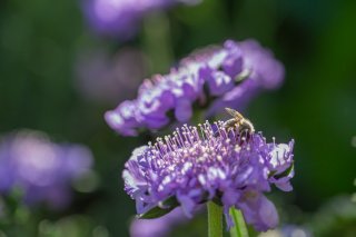 紫は西洋では悲しみの色（写真:iStock）