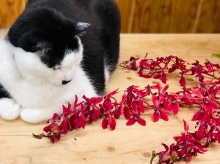 そういえば平社員がこの花よく振り回してるわ byさぶ店長（Ｃ）コクハク