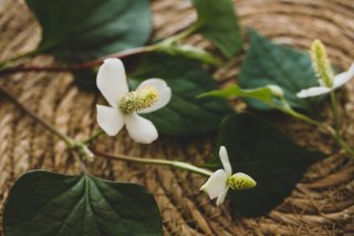 この香りも虫除けになると思えば…（写真:iStock）